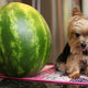 Small dog sitting on a countertop next to a watermelon, which dwarfs the dog